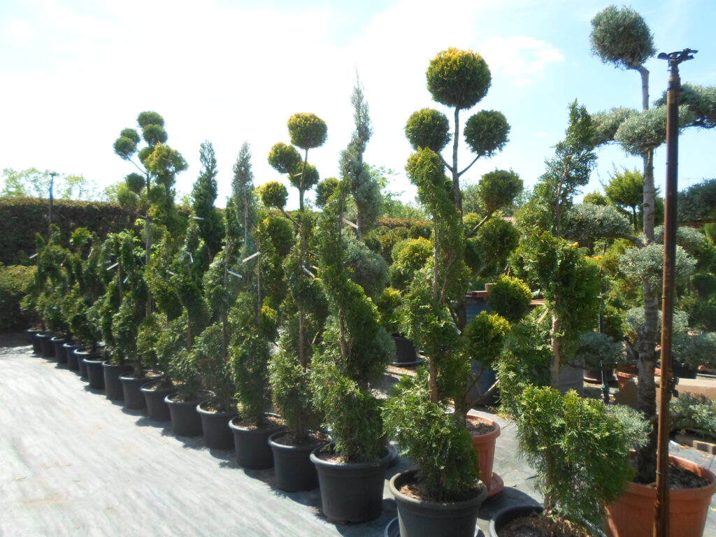 formázott növények